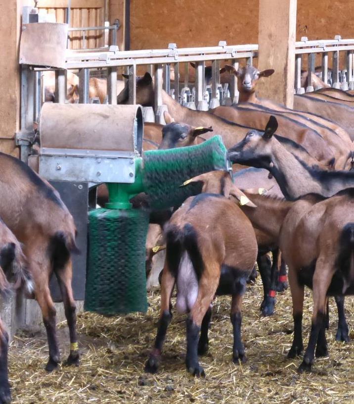 Geitenborstel Perfect- dubbel - electrisch - groen - Afbeelding 3